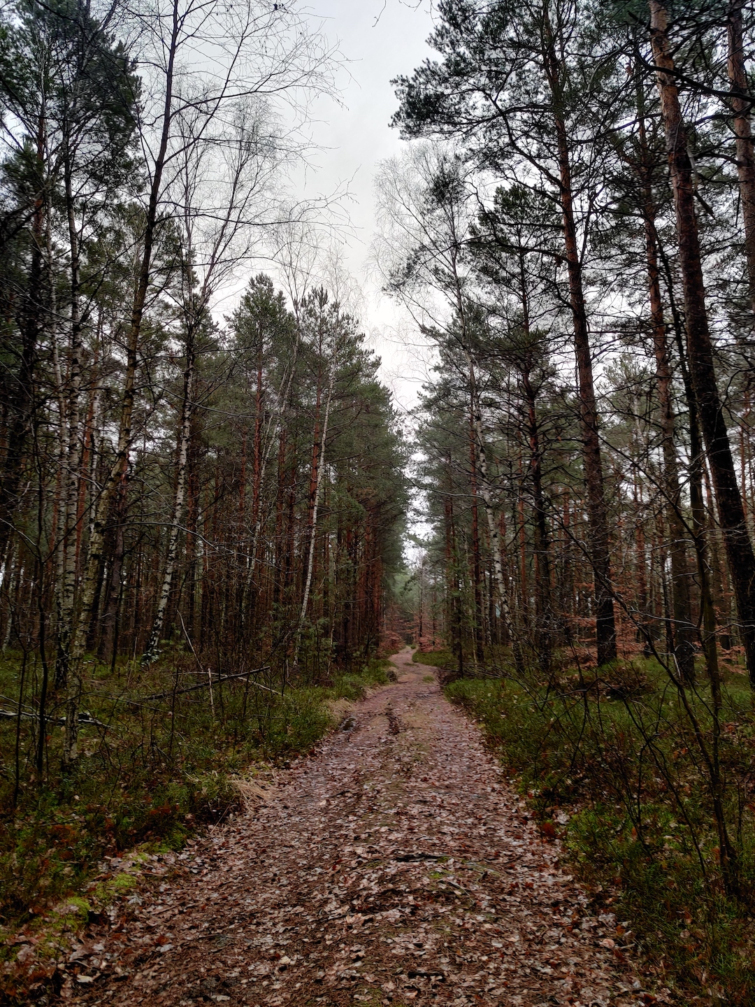 Geopark Forest